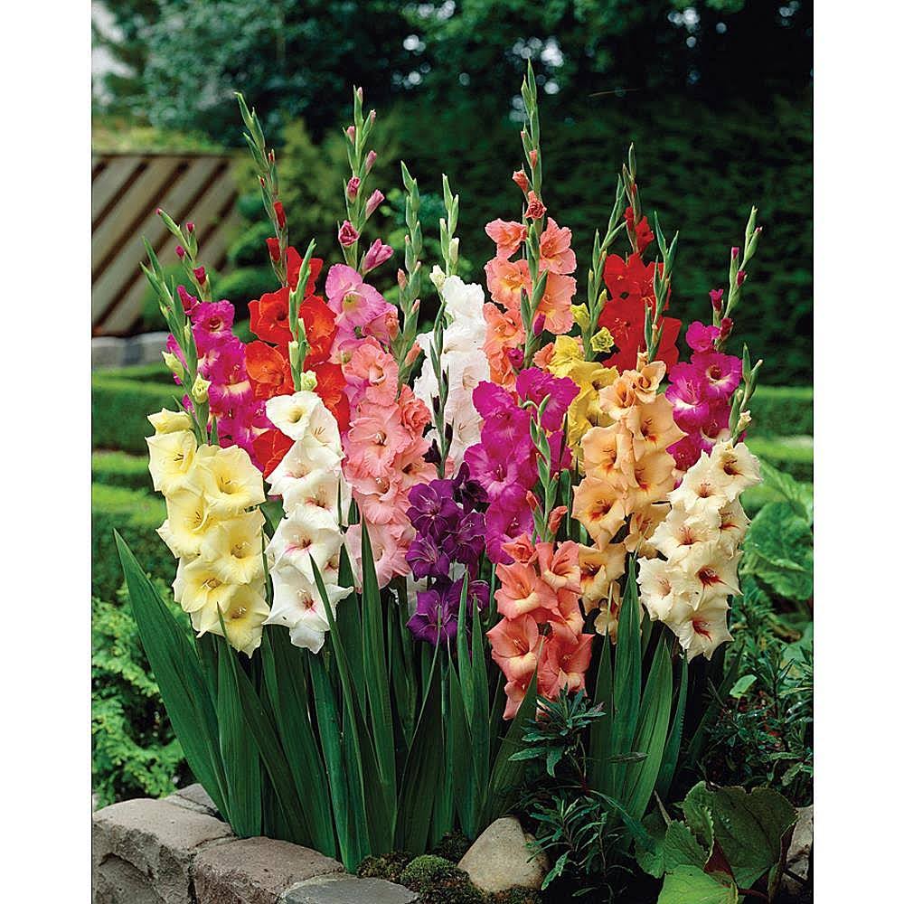 Van Zyverden Gladiolus Large Flowering Stars and Stripes Mixed Set of 35 Bulbs - Product image 1